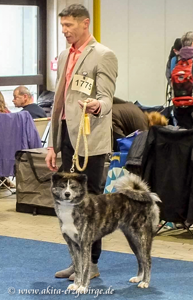 Rassehundeausstellung Kassel 12-2017