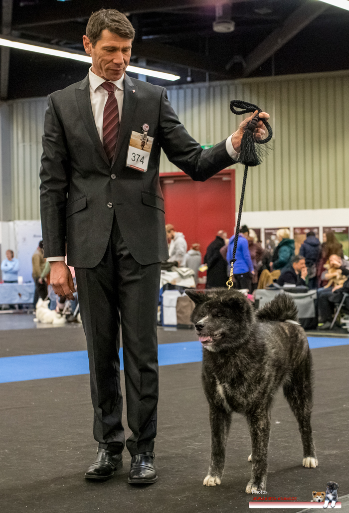 Internationale Rassehundeausstellung Nürnberg 2017