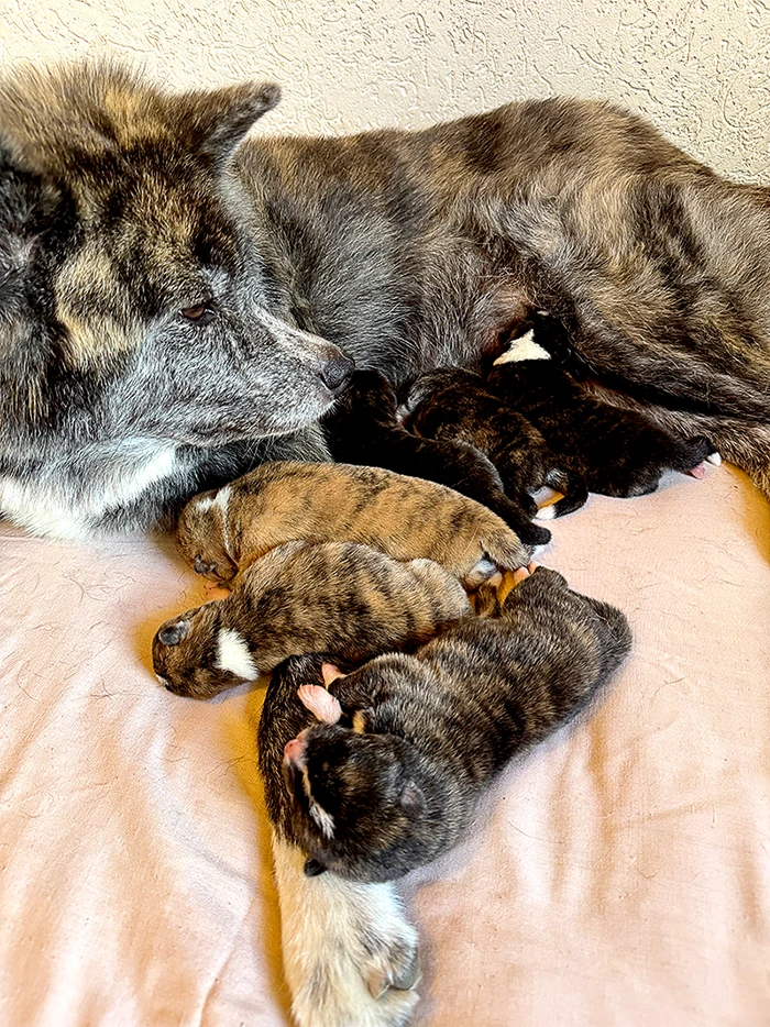 27.09.25 unsere Nachzuchthündin Hanae hat 6 wünderschöne, kräftige Welpen geboren.  Es sind 2 Rüden und 4 Hündinnen, alle Rotbrindel.