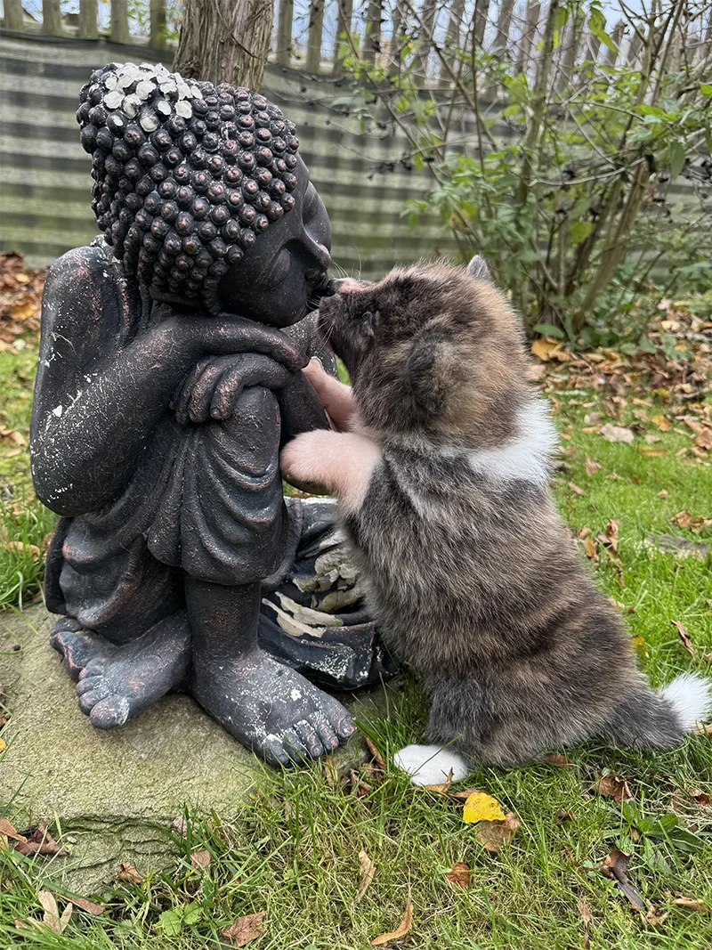 27.09.25 unsere Nachzuchthündin Hanae hat 6 wünderschöne, kräftige Welpen geboren. Es sind 2 Rüden und 4 Hündinnen, alle Rotbrindel.